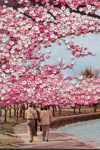 Blooming of the cherry blossoms