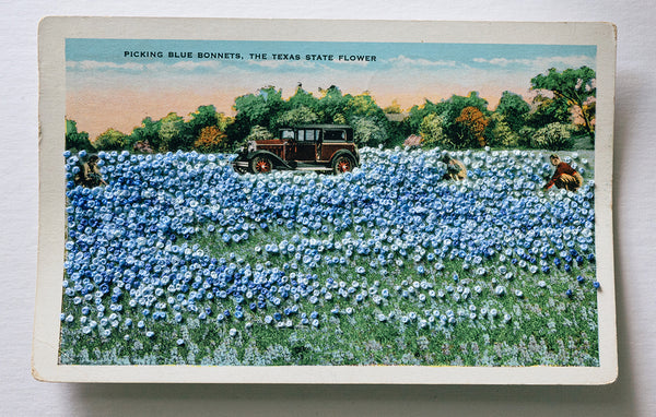 Picking bluebonnets