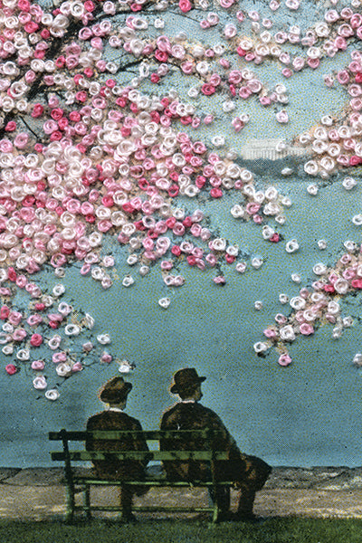 Vista of Lincoln Memorial through Japanese Cherry Blossoms